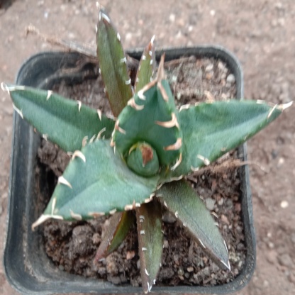 4-14cm Agave titanota “crazy” 