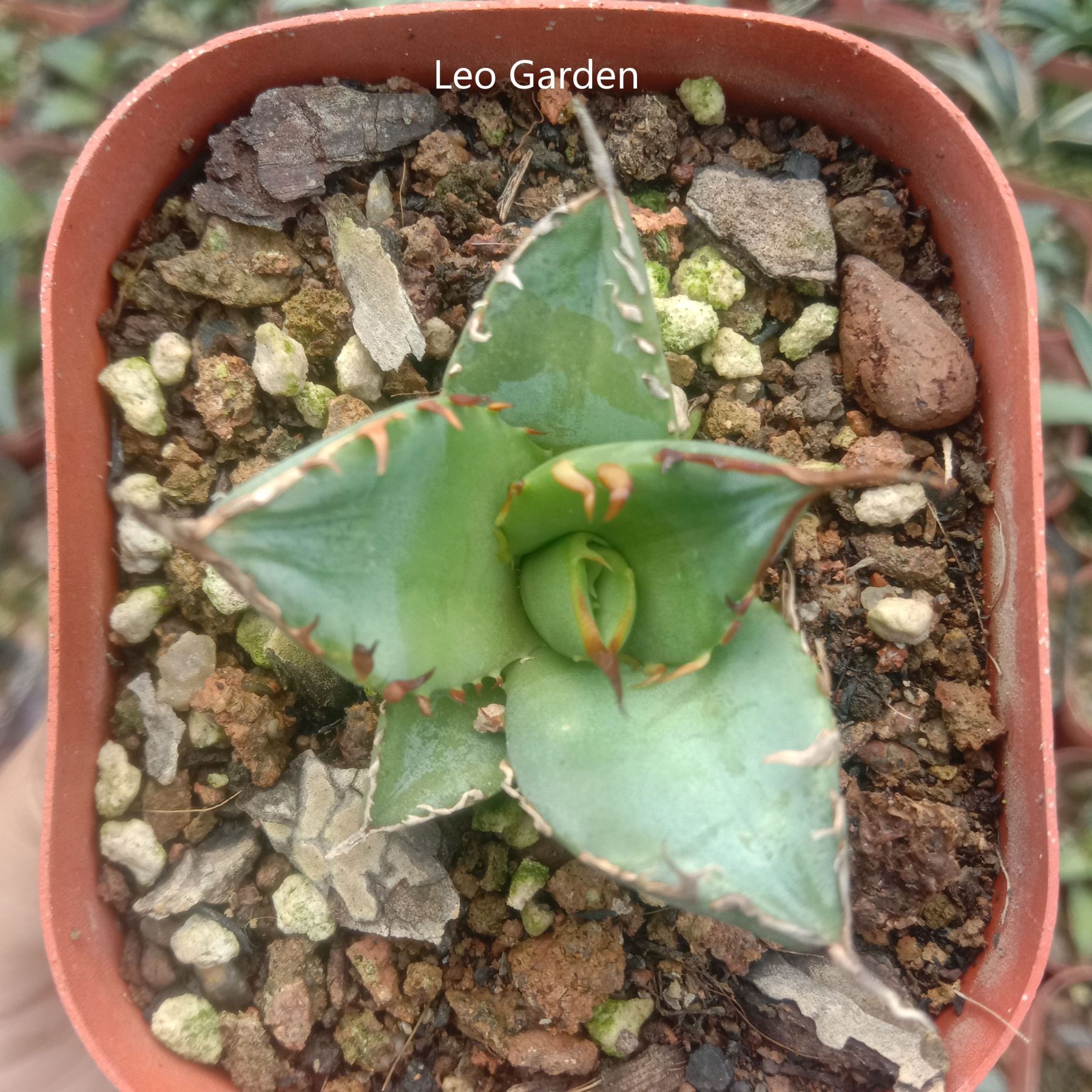 3-4cm Agave Titanota ‘Haou-ryu’