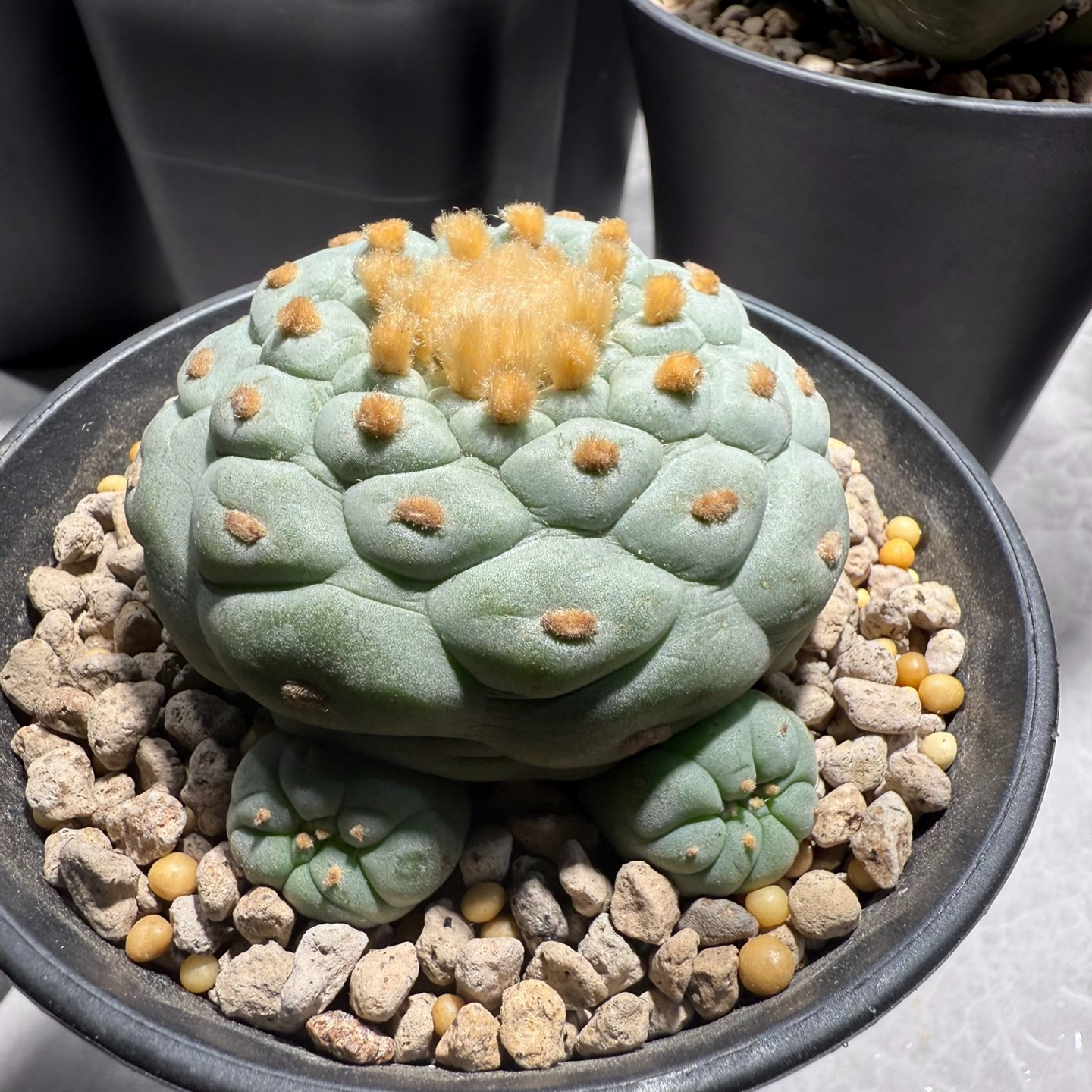 Lophophora