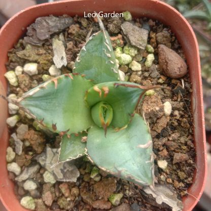 3-4cm Agave Titanota ‘Haou-ryu’