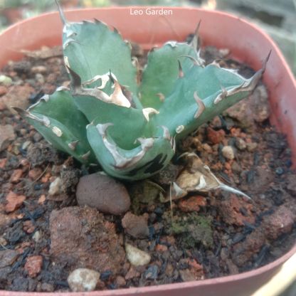 3-4cm Agave Titanota 'Dwarf'（tissue culture）