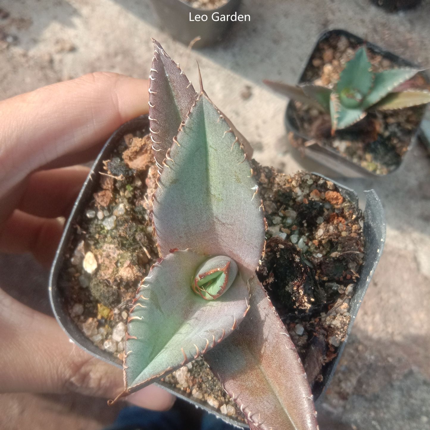 5-7cm Agave Titanota Black Panther（tissue culture）