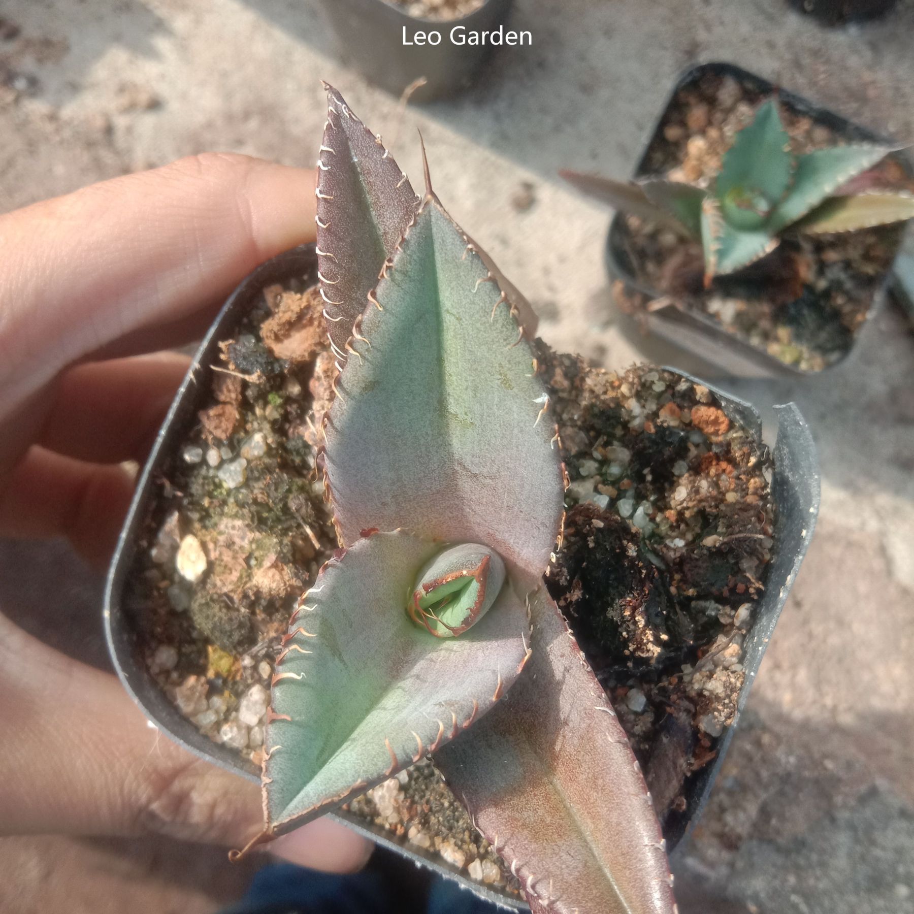 5-7cm Agave Titanota Black Panther（tissue culture）