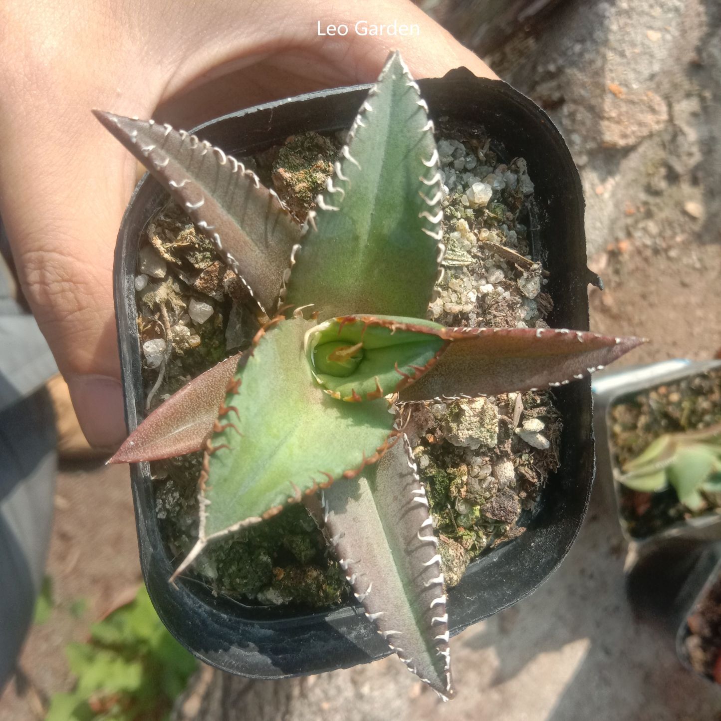 4-14cm Agave titanota Shark Sword