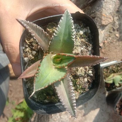4-14cm Agave titanota Shark Sword