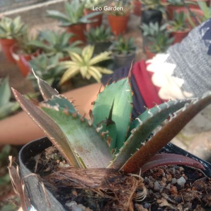 2-12cm Agave Titanota 'Asura'