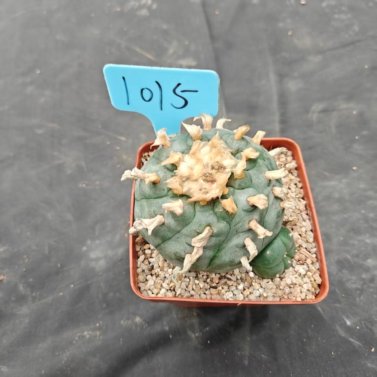 9cm（WYSIWYG）Lophophora williamsii spirochete（Hairy Monster）6-8 years old Number 1014