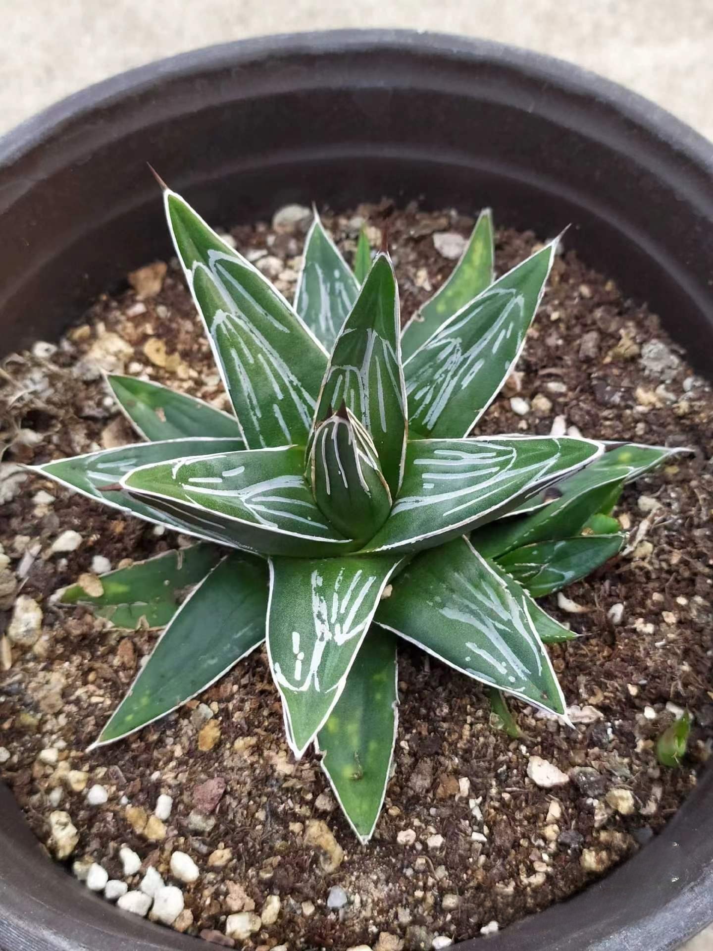 8-10cm Agave victoriae-reginae