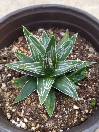8-10cm Agave victoriae-reginae