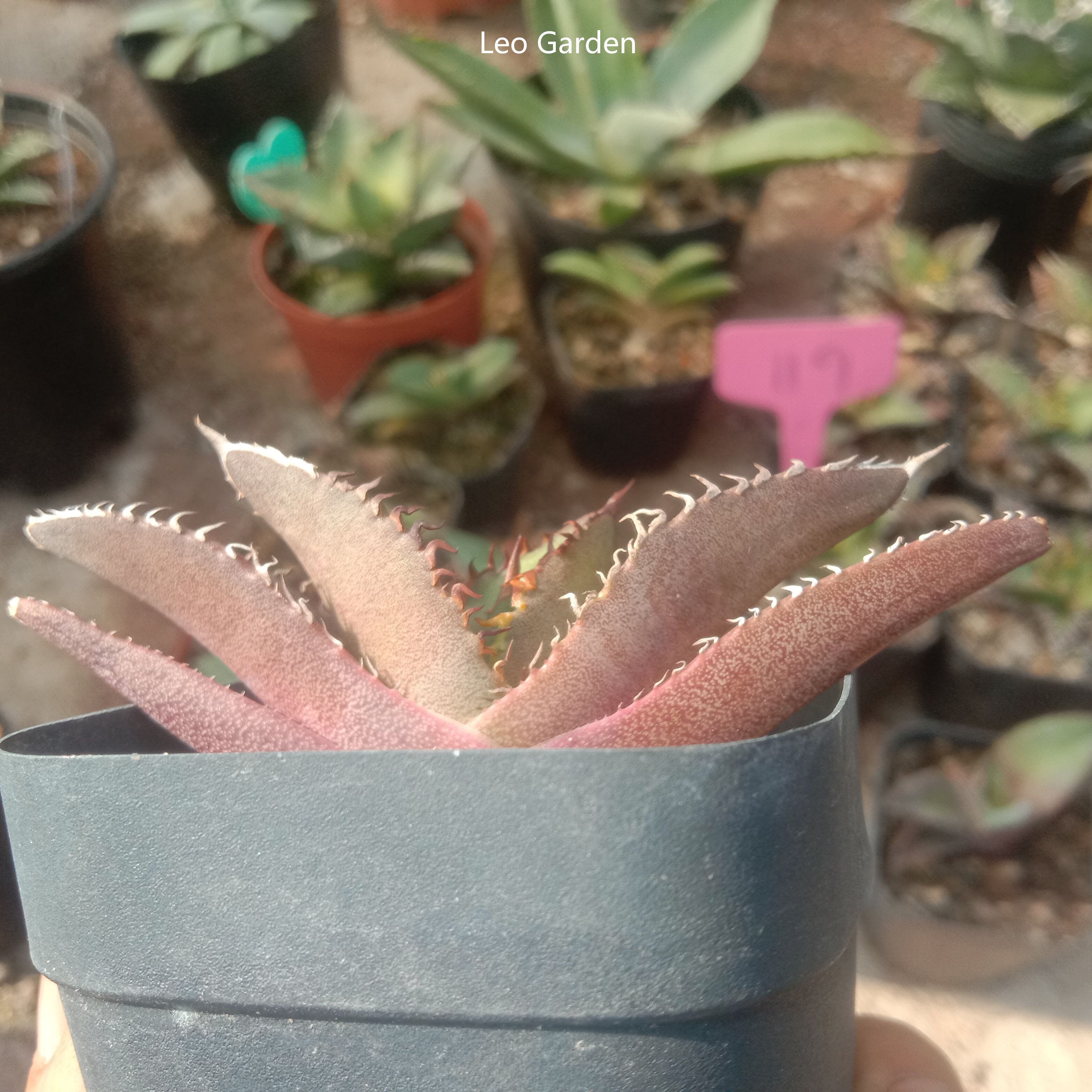 5-7cm gave oteroi 'Black Flame'（tissue culture）