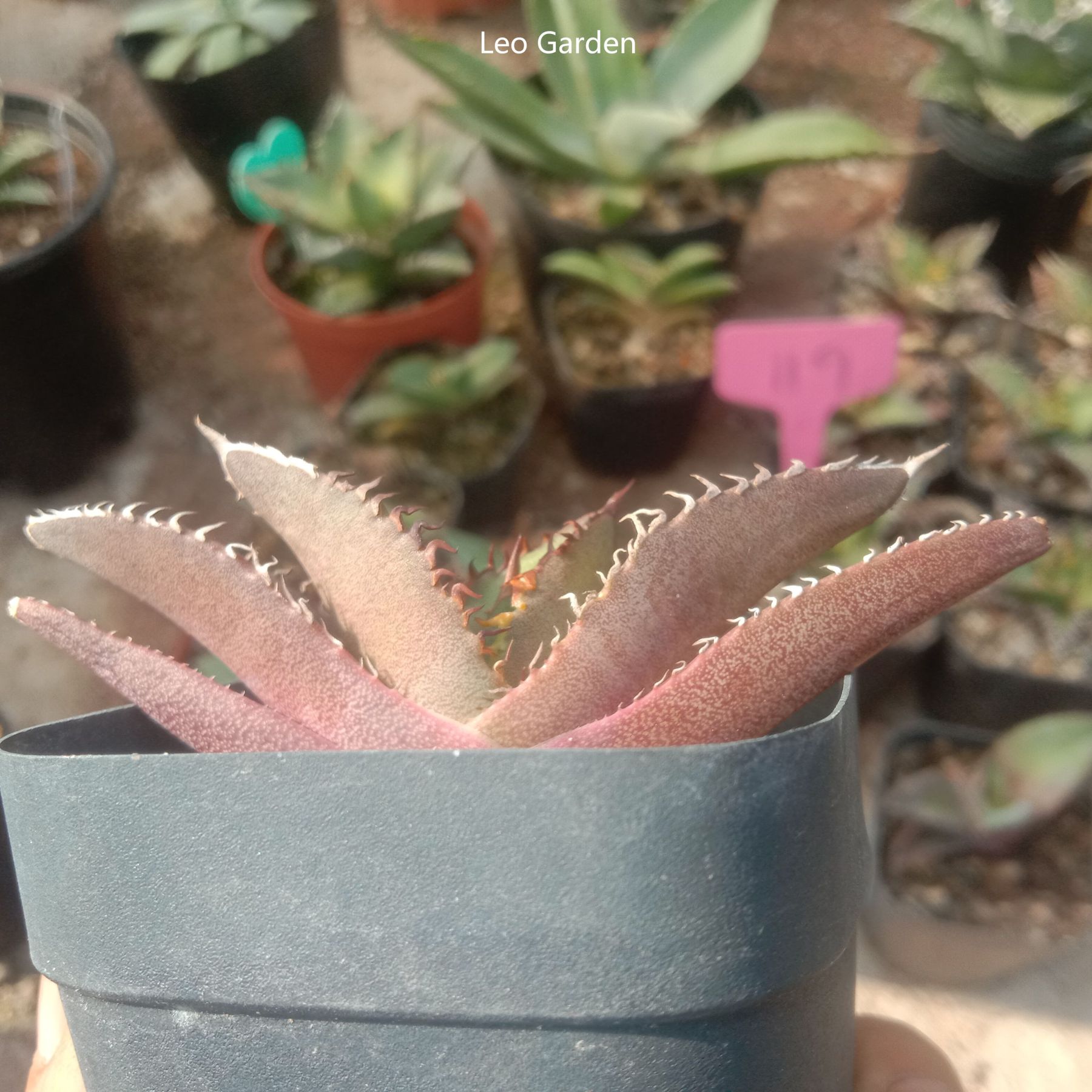 5-7cm gave oteroi 'Black Flame'（tissue culture）