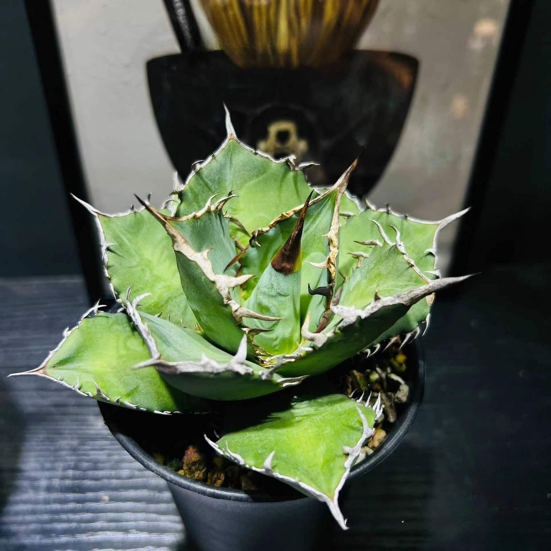 3-4cm Agave Titanota ‘Haou-ryu’