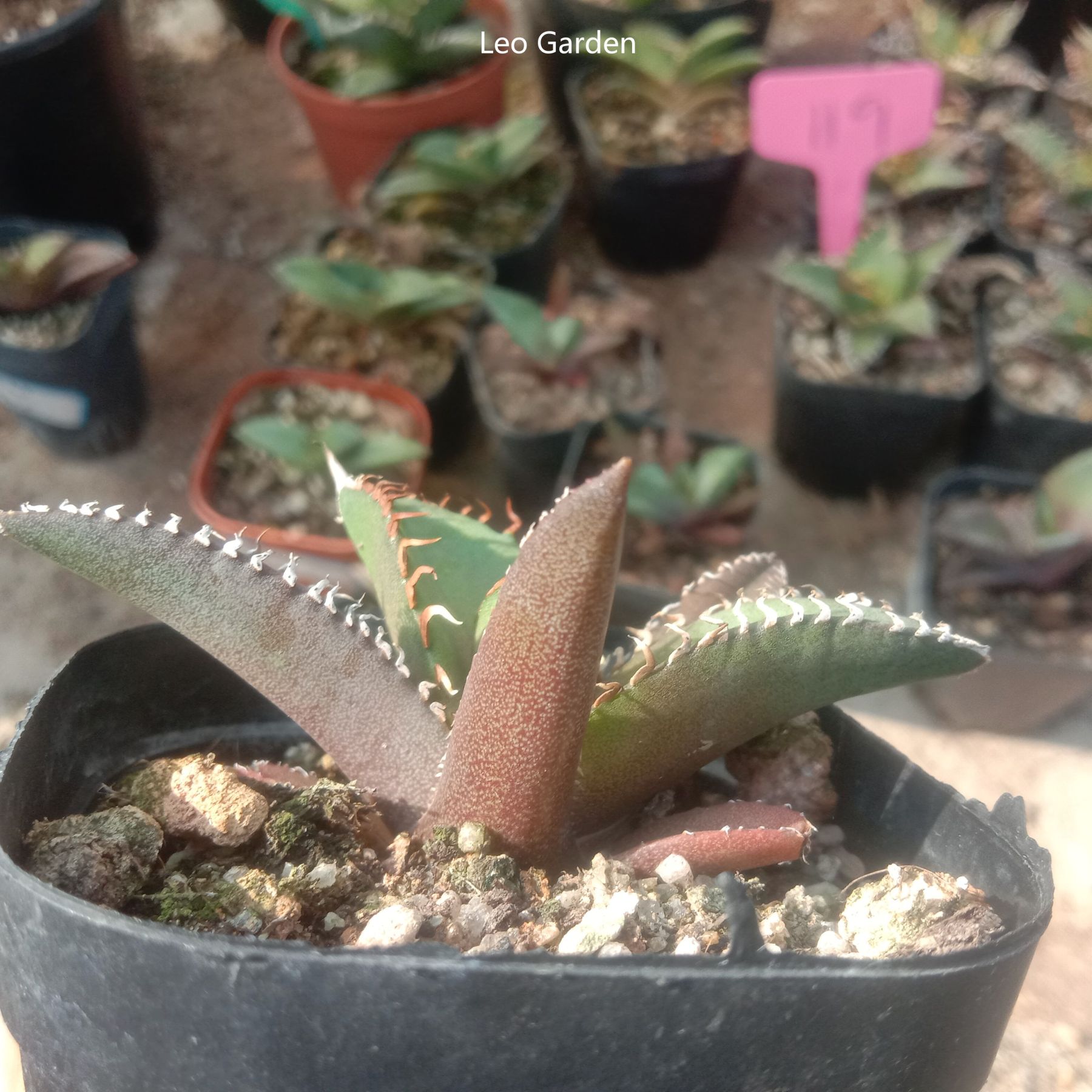 4-14cm Agave titanota Shark Sword