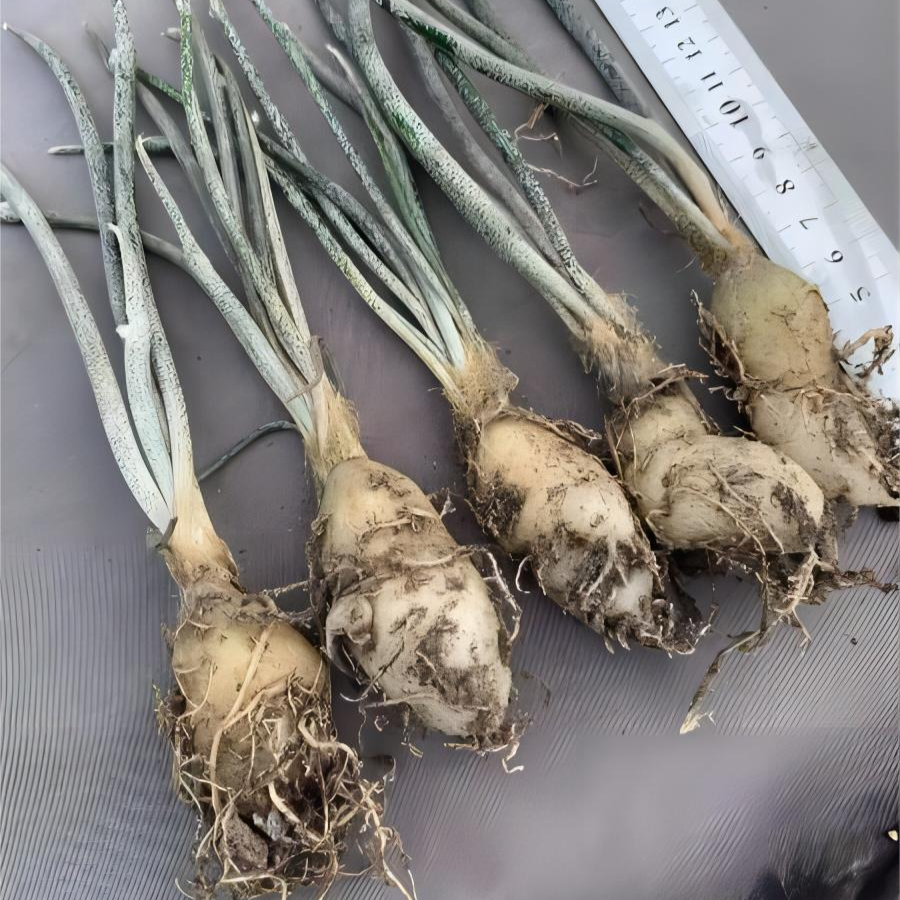 0.5-6cm cmAstrophytum caput medusae