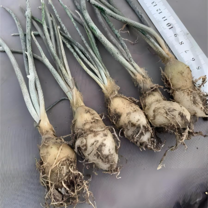 0.5-6cm cmAstrophytum caput medusae