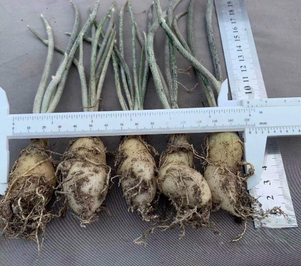 0.5-6cm cmAstrophytum caput medusae