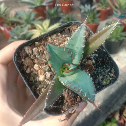 2-12cm Agave Titanota 'Asura'
