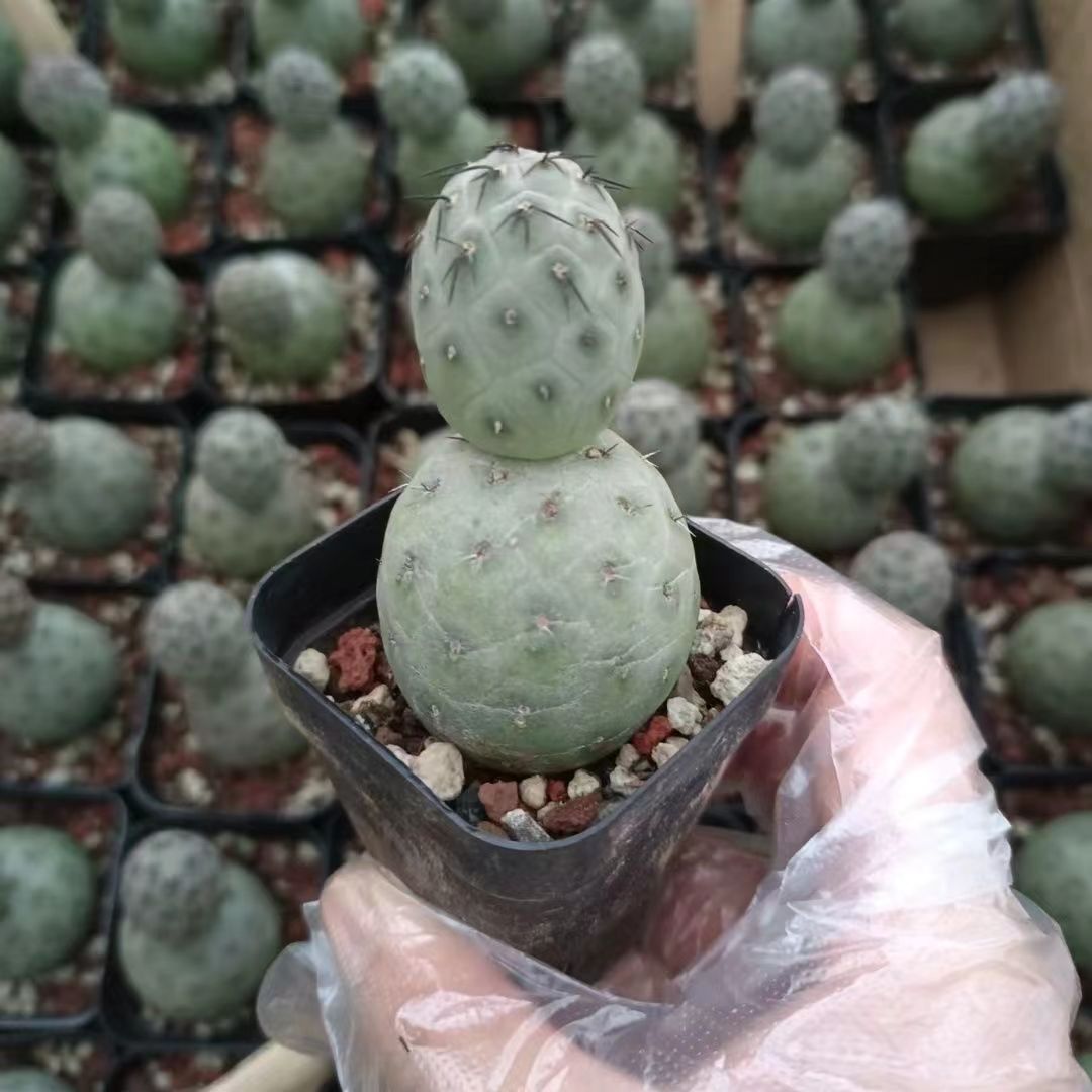 3-14cm Tephrocactus geometricus
