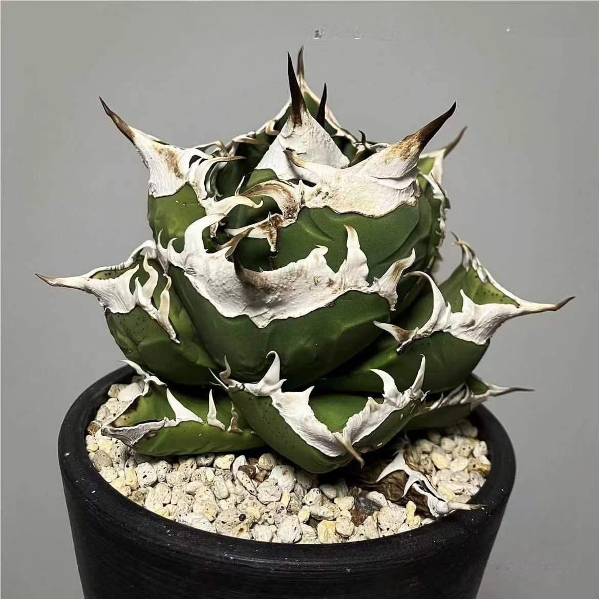 3-10cm Agave titanota “SAD” 