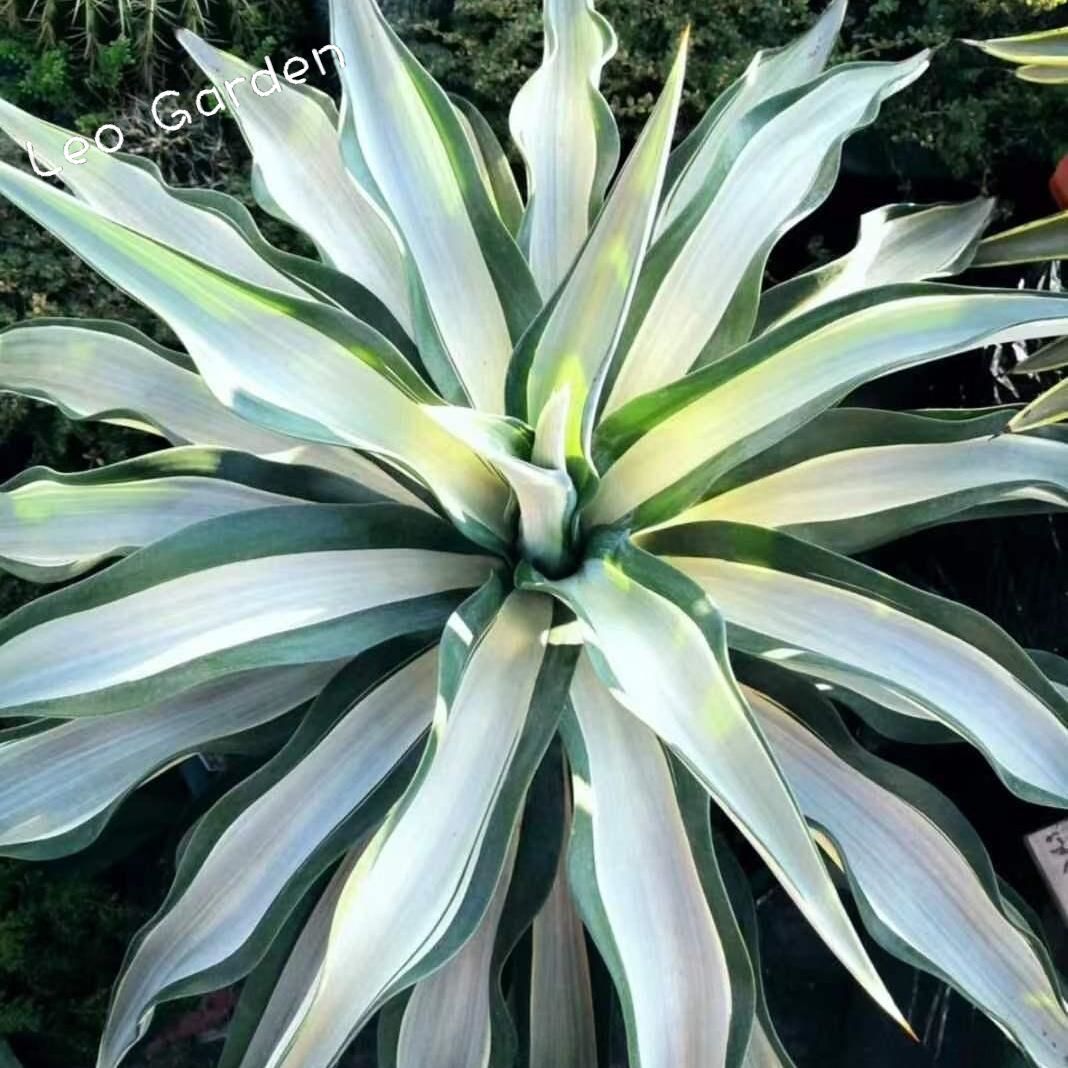 10-25cm Agave desmetiana mediopicta alba