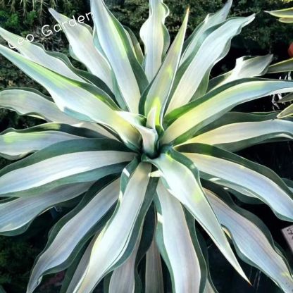 10-25cm Agave desmetiana mediopicta alba