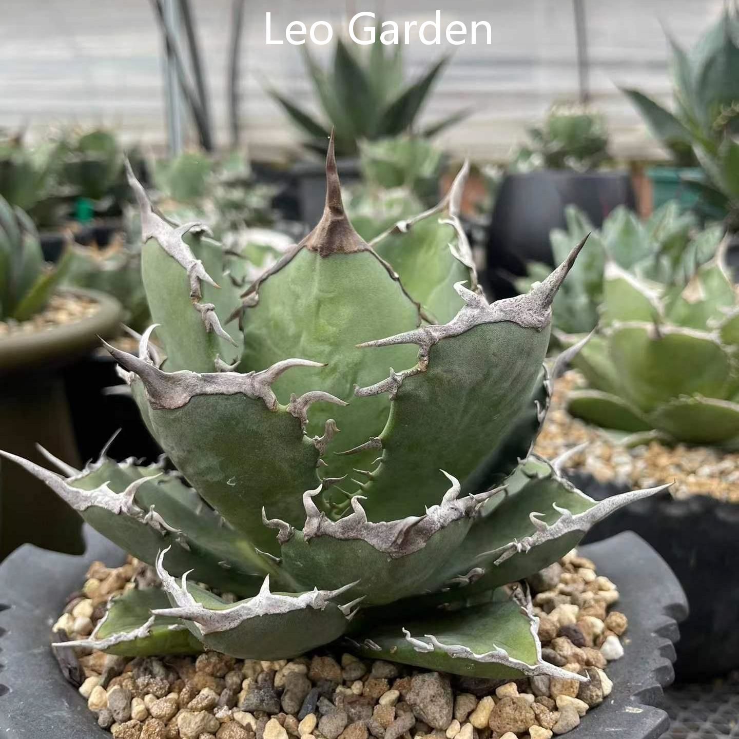 2-12cm Agave Titanota 'Asura'