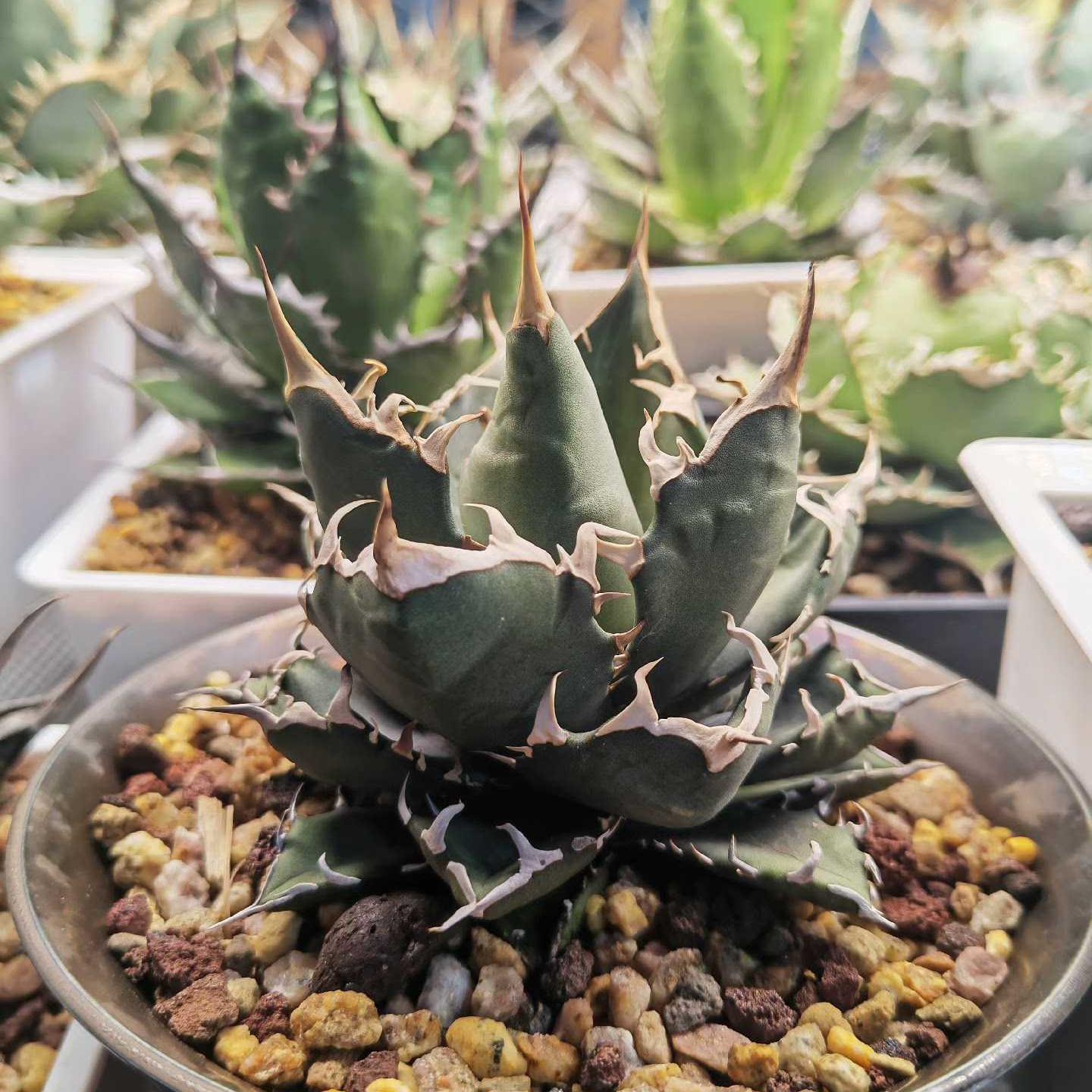 8-10cm Agave oteroi 'Crab'（subadult）