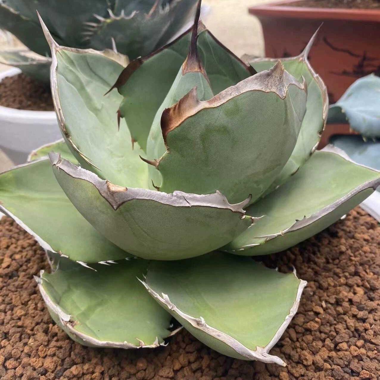 3-10cm Agave Titanota Juggernaut