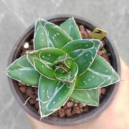 5-7cm Agave filifera var. compacta (D)（tissue culture）