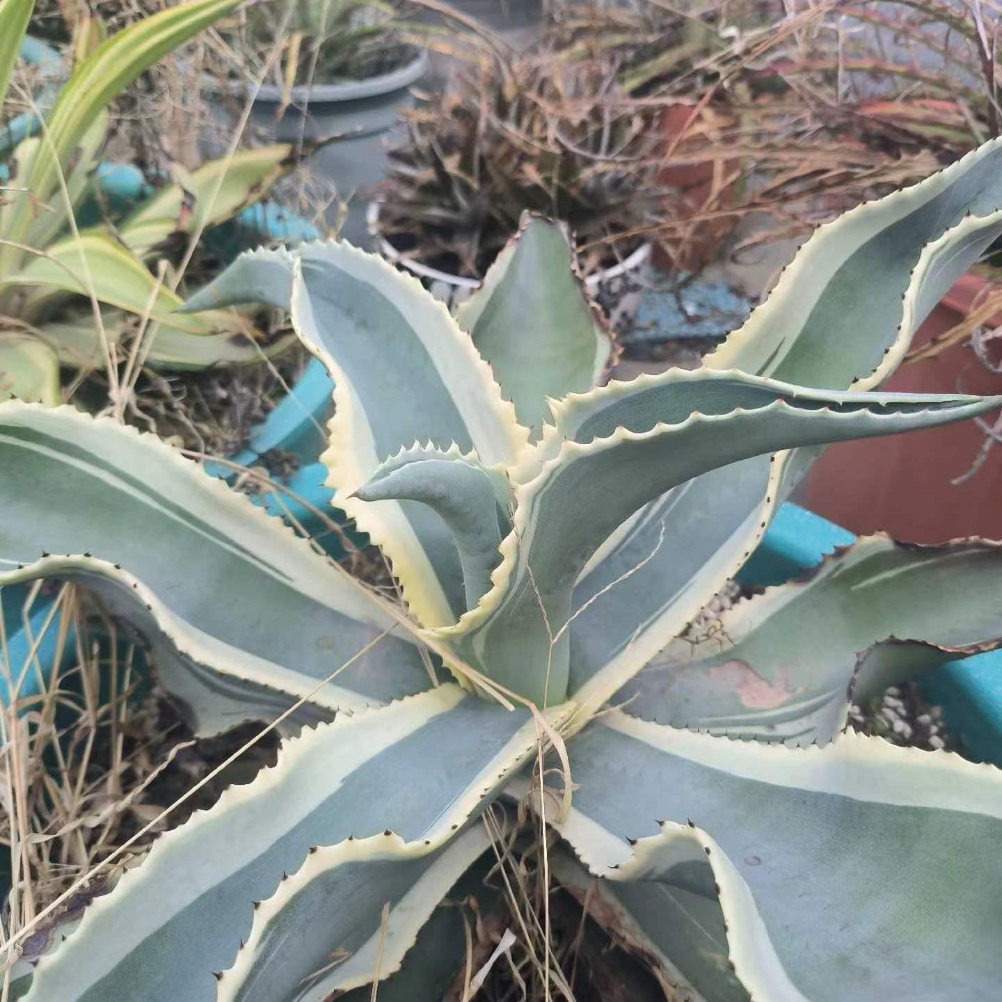 6-15cm Agave gypsophila var