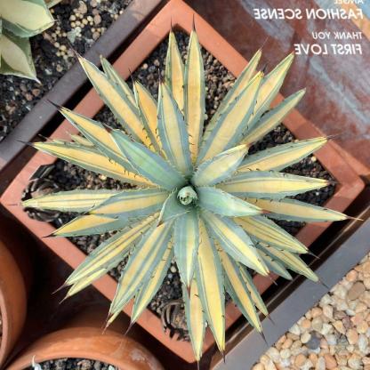 10-15cm Agave macroacantha mediopicta 
