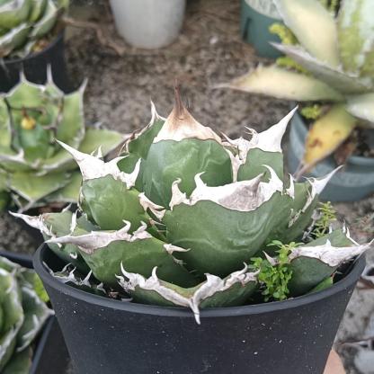 8-10cm Agave oteroi 'White Fire'