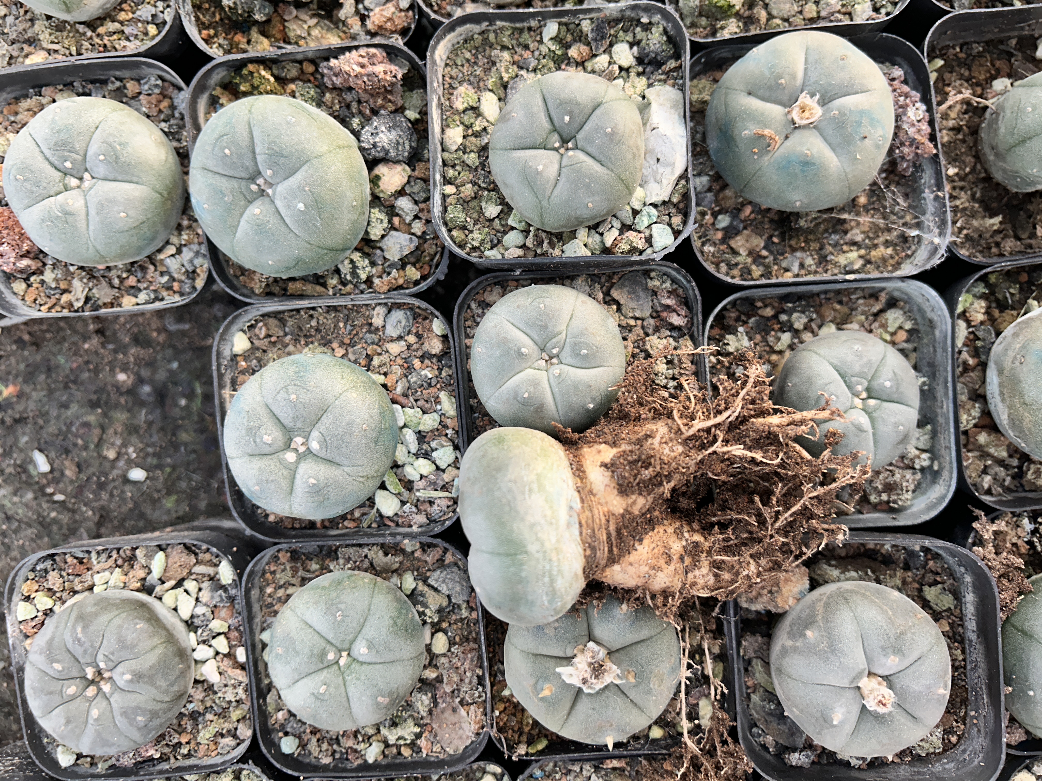 1.5-11cm Lophophora williamsii 