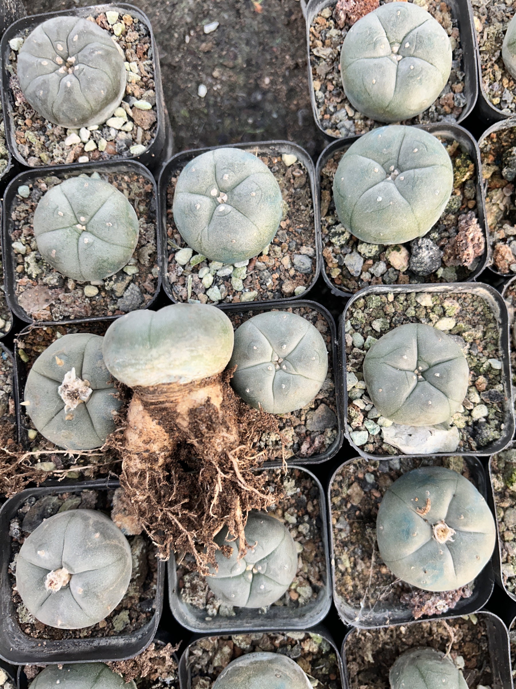 1.5-11cm Lophophora williamsii 