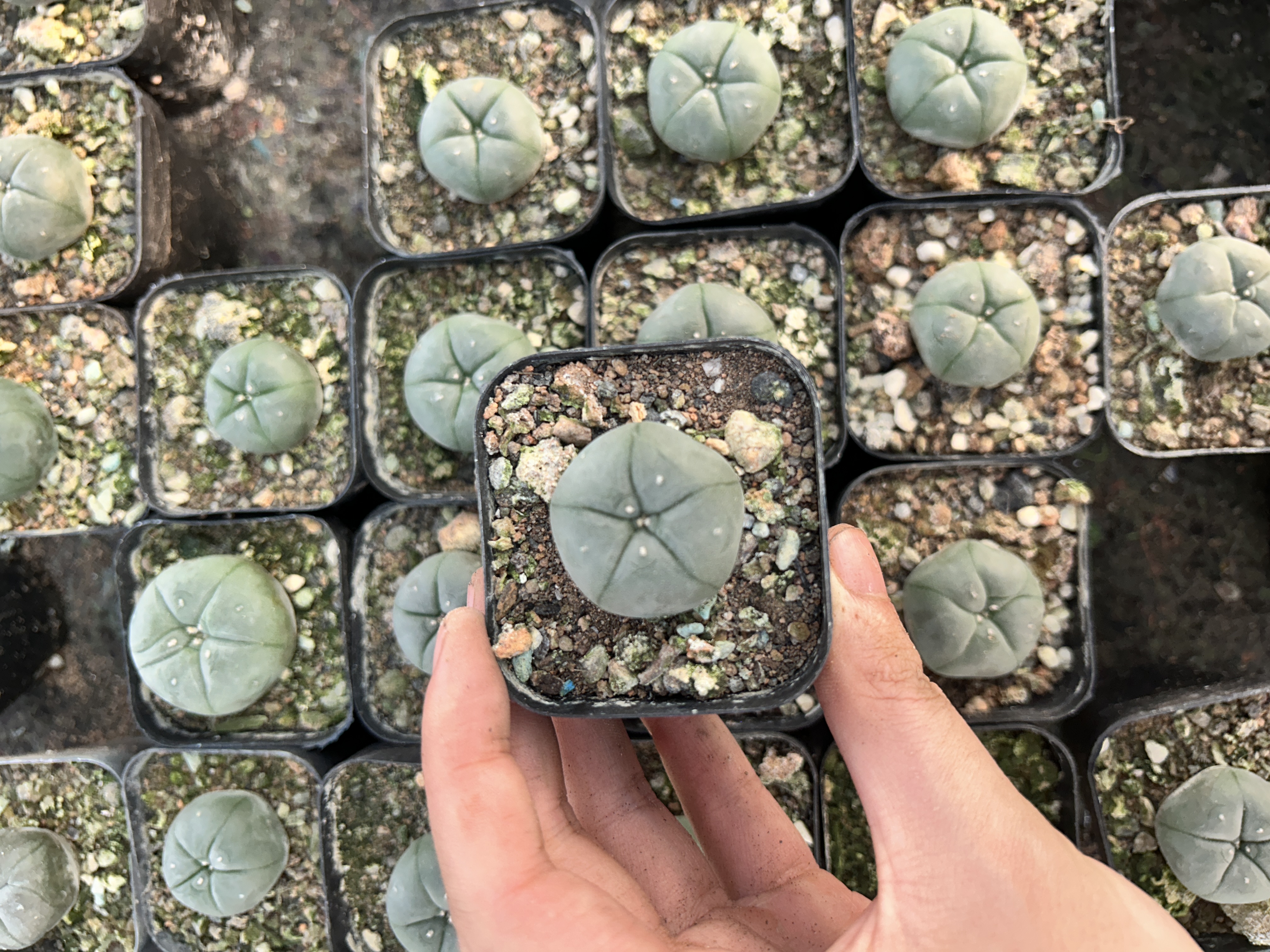 200pcs seedling  Lophophora williamsii
