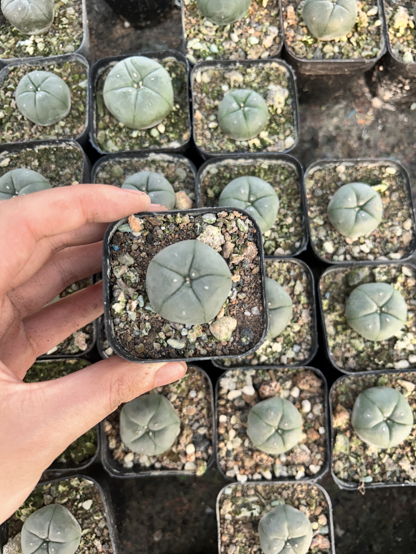 200pcs seedling  Lophophora williamsii