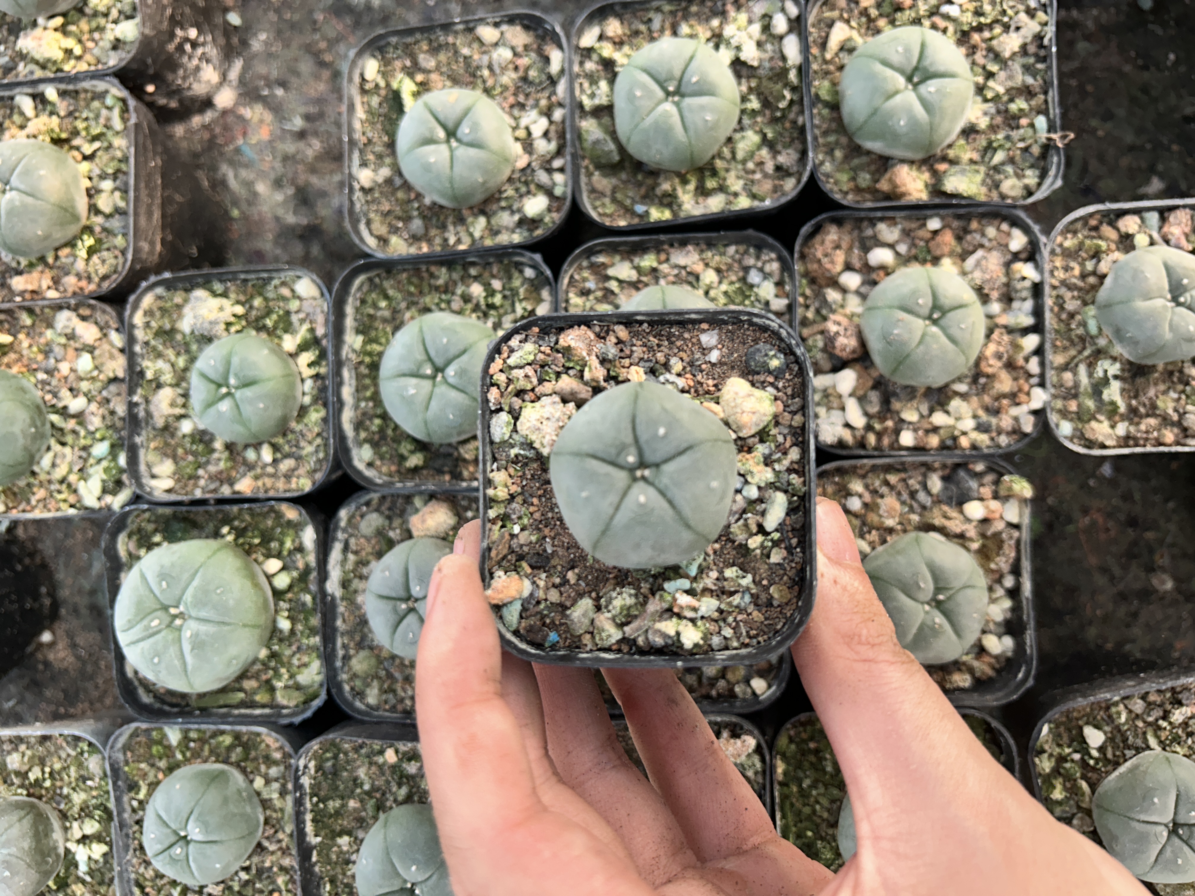 Carrot roots * 50 3cm mammillaria pectinifera * 2 3cm mammillaria pectinifera * 2  Euphorbia obesa * 4 Frailea castanea * 2