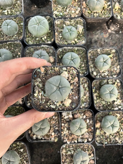 Carrot roots * 50 3cm mammillaria pectinifera * 2 3cm mammillaria pectinifera * 2  Euphorbia obesa * 4 Frailea castanea * 2