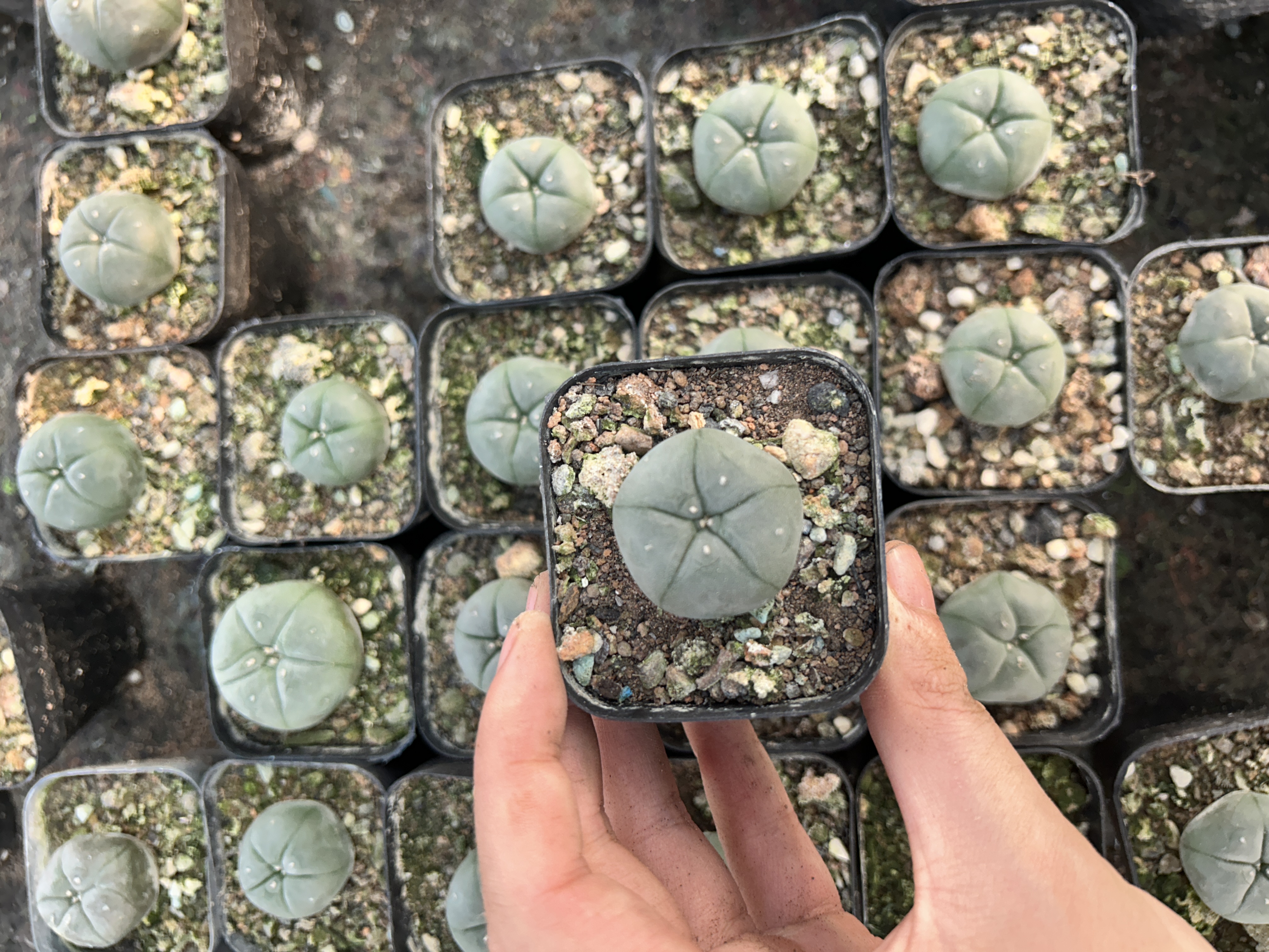 200pcs seedling  Lophophora williamsii