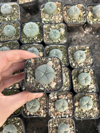 200pcs seedling  Lophophora williamsii
