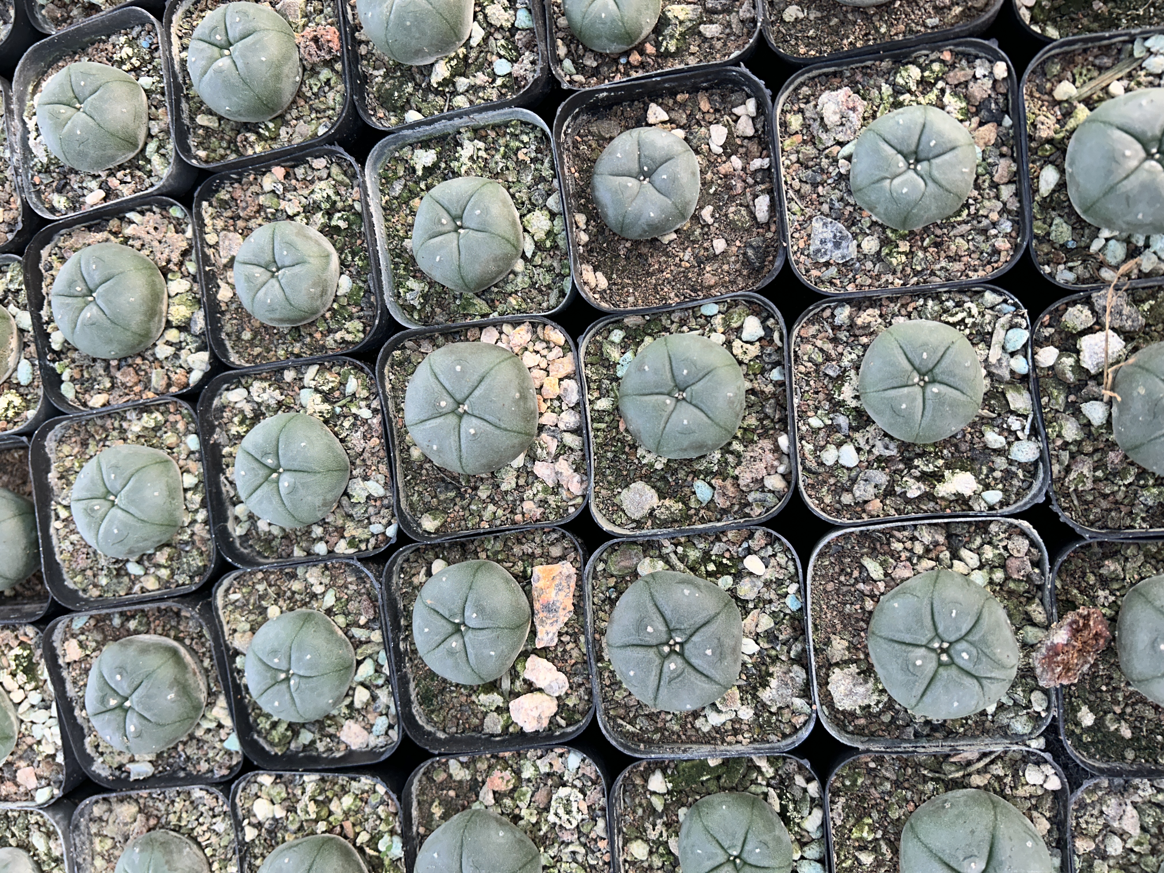 200pcs seedling  Lophophora williamsii