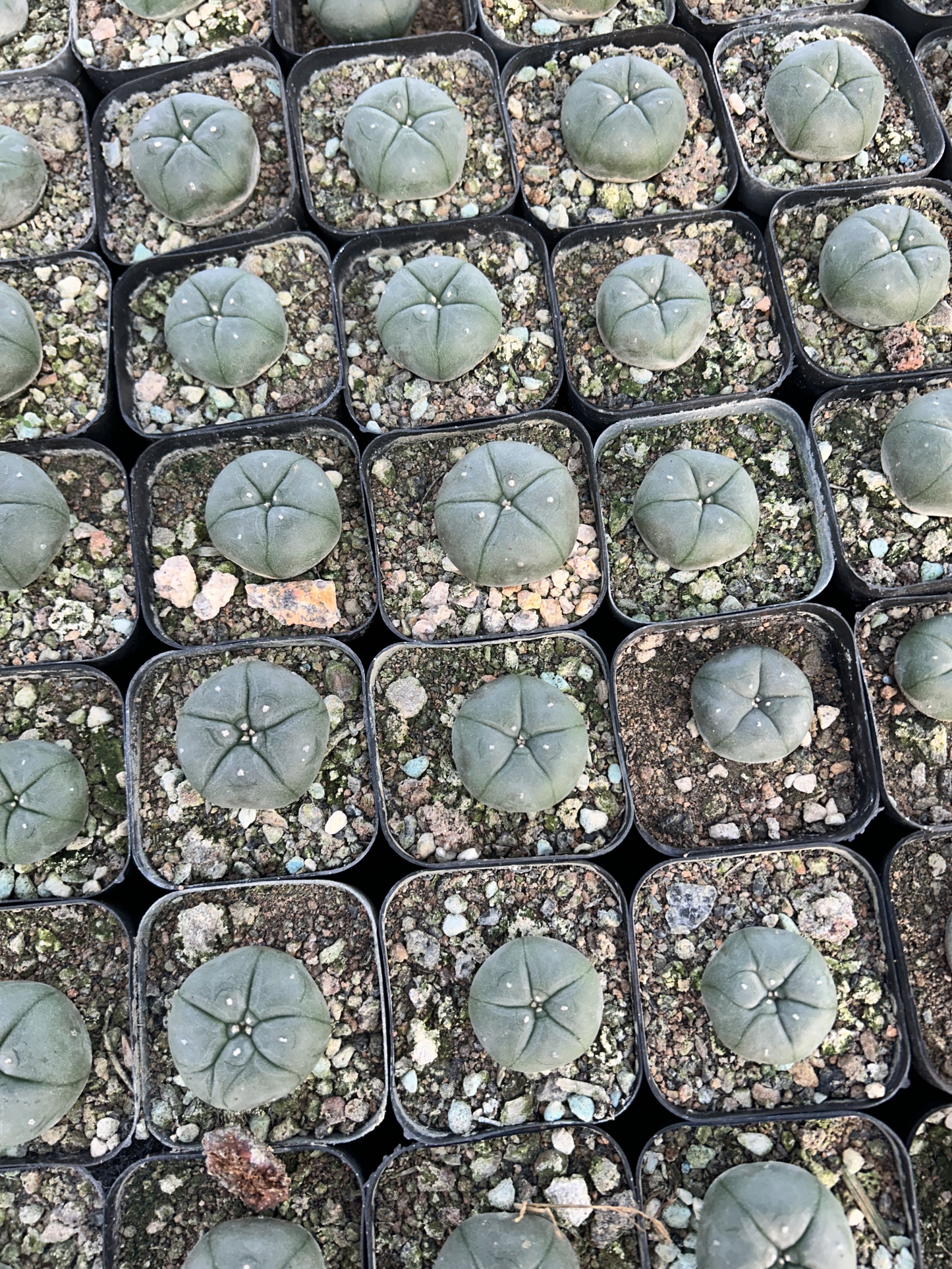 200pcs seedling  Lophophora williamsii