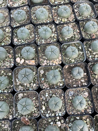 200pcs seedling  Lophophora williamsii