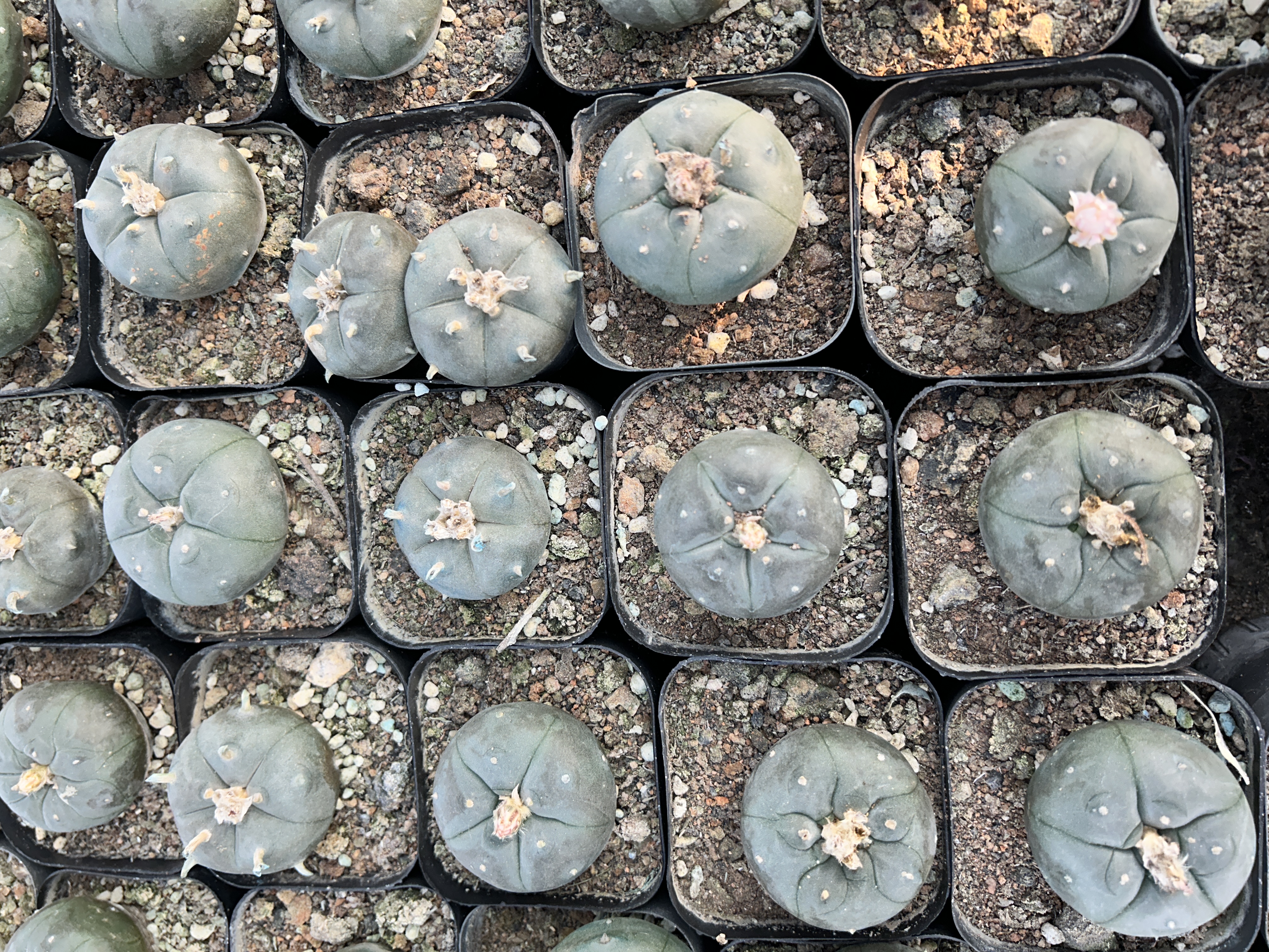 200pcs seedling  Lophophora williamsii