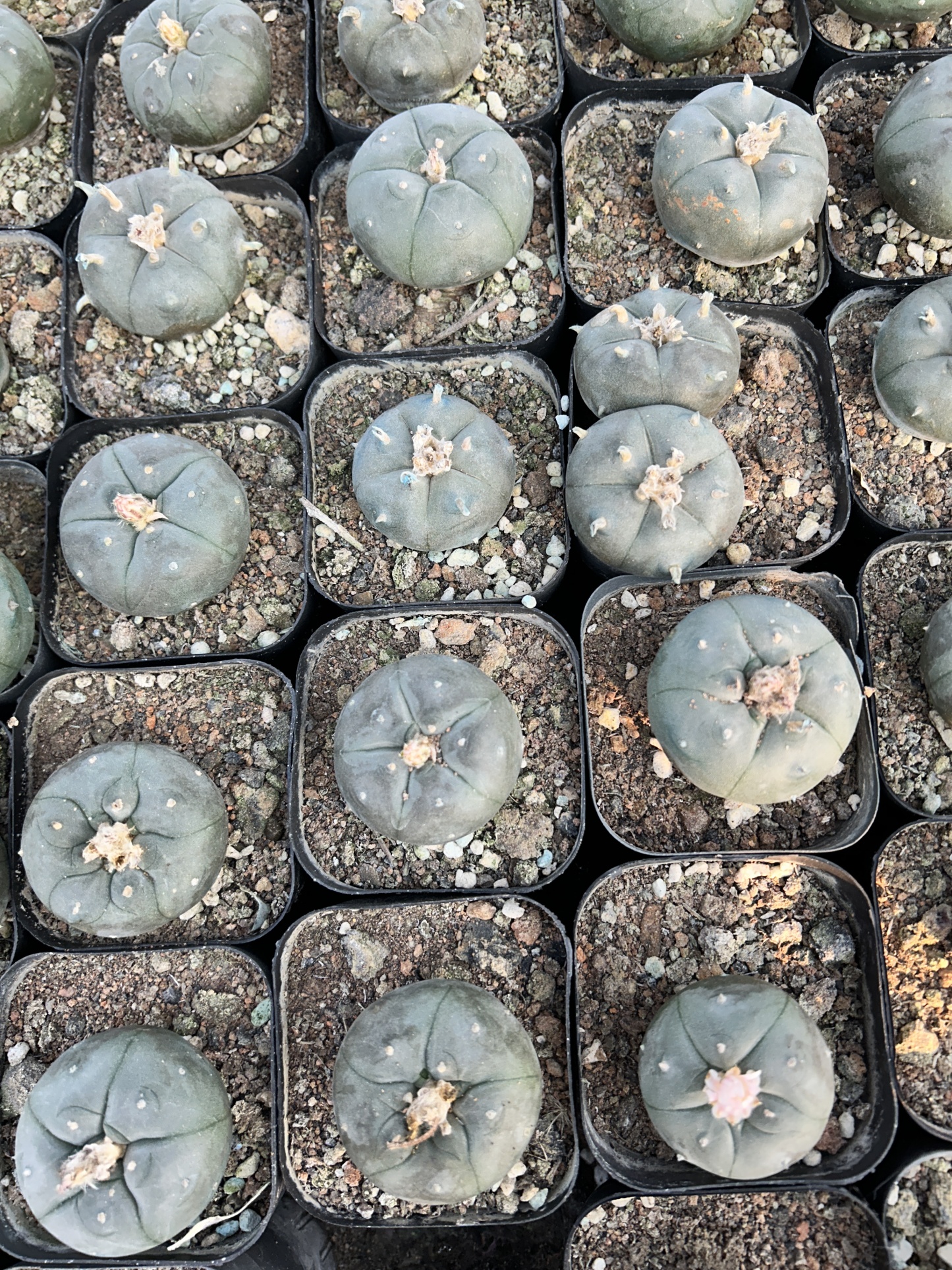 200pcs seedling  Lophophora williamsii