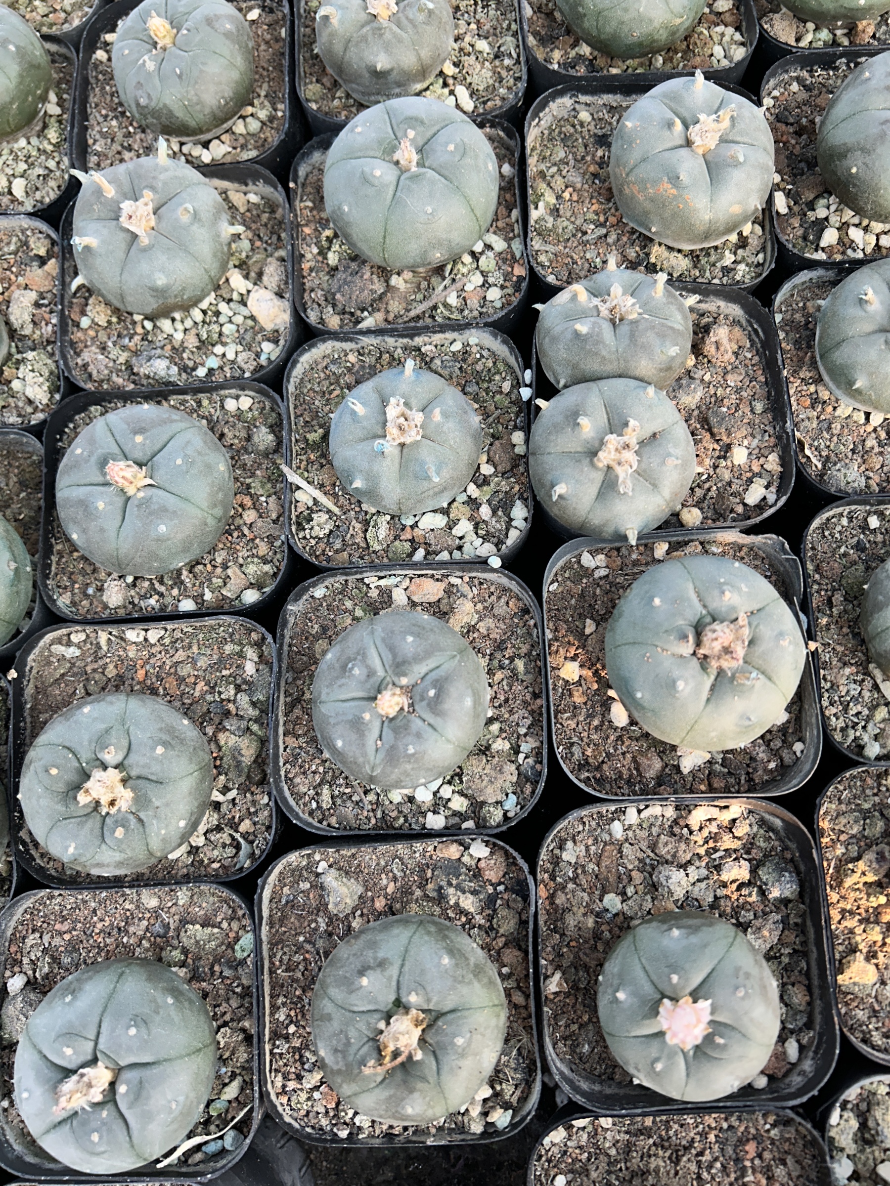 200pcs seedling  Lophophora williamsii
