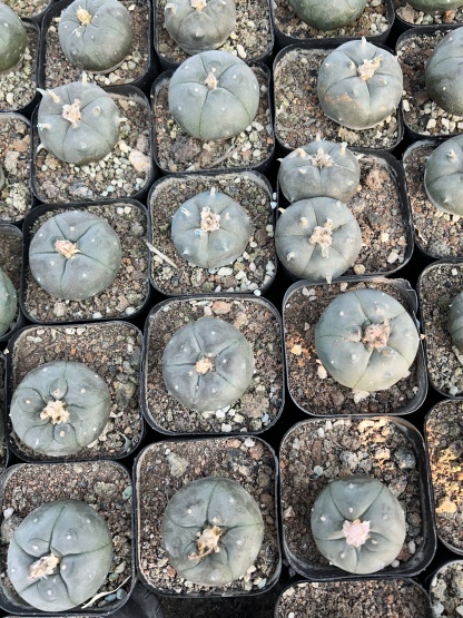 200pcs seedling  Lophophora williamsii