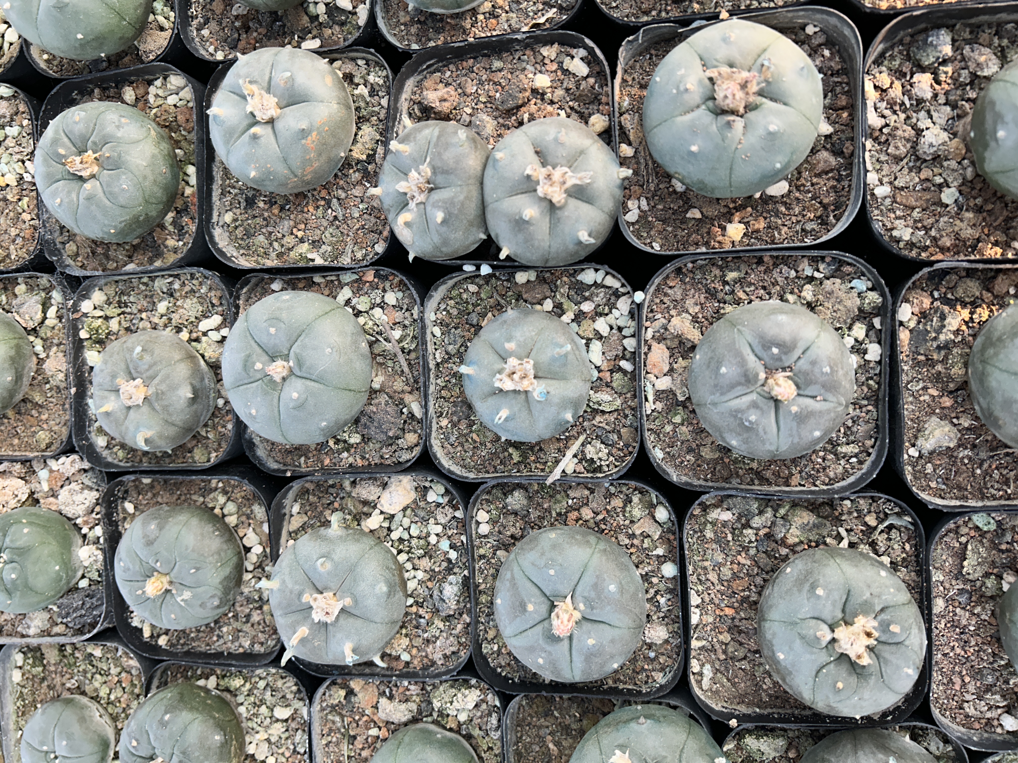 1.5-11cm Lophophora williamsii 