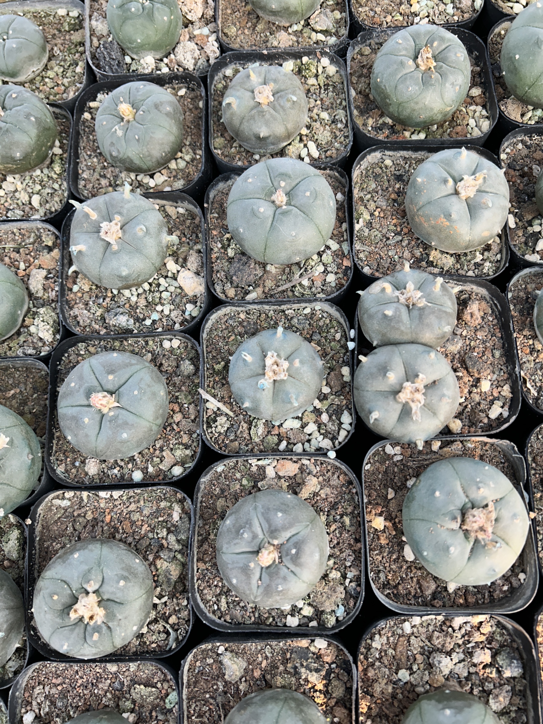 1.5-11cm Lophophora williamsii