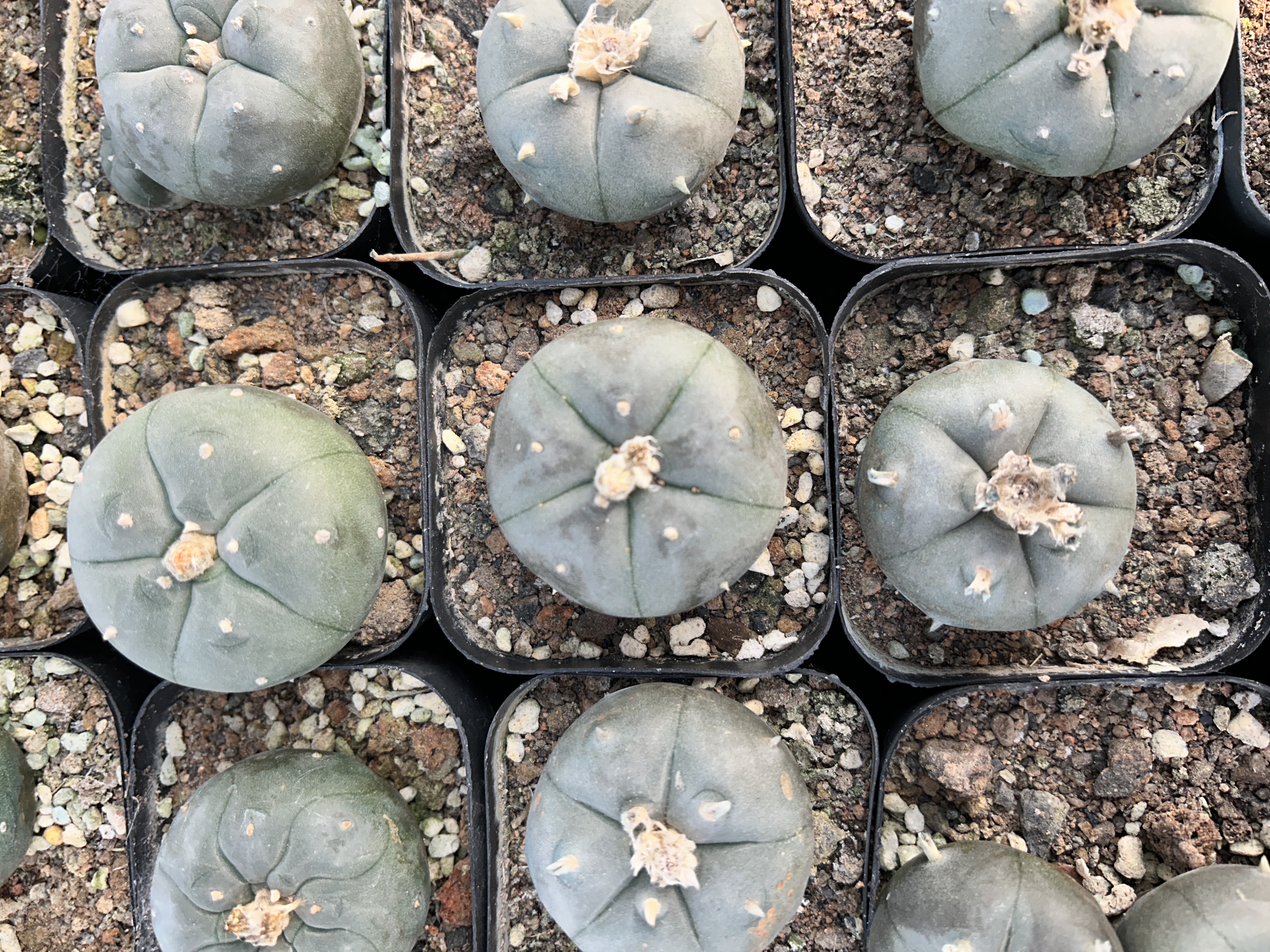 200pcs seedling  Lophophora williamsii